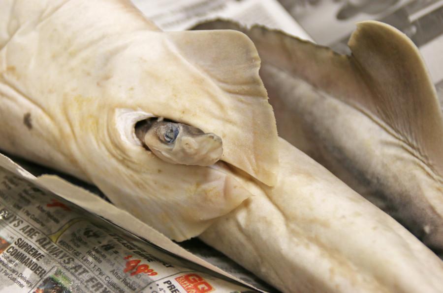 Photos: Shark Dissection Day 1