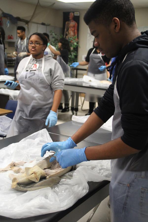 Photos: Shark Dissection Day 2