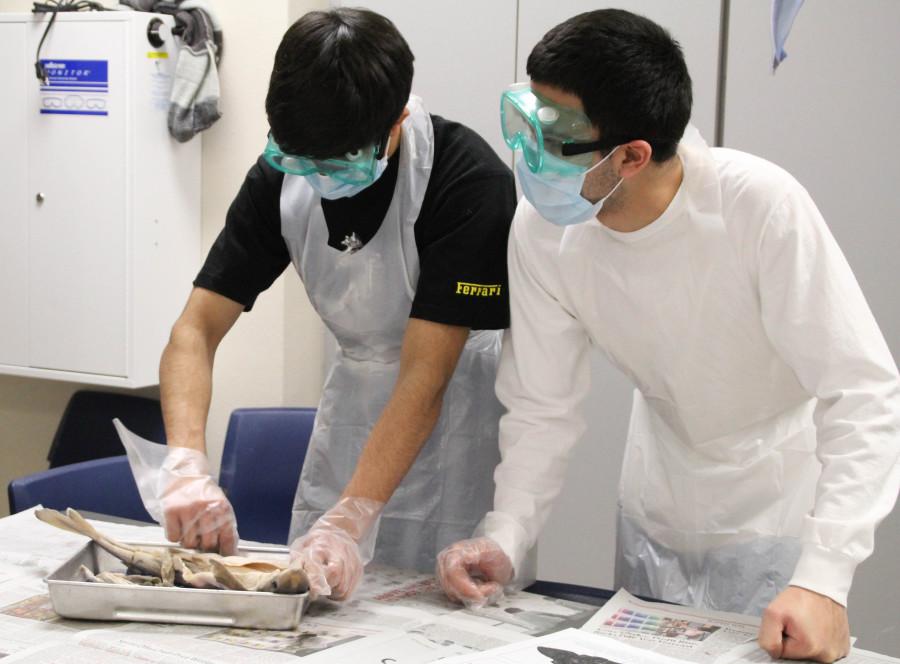 Anatomy class dissects sharks