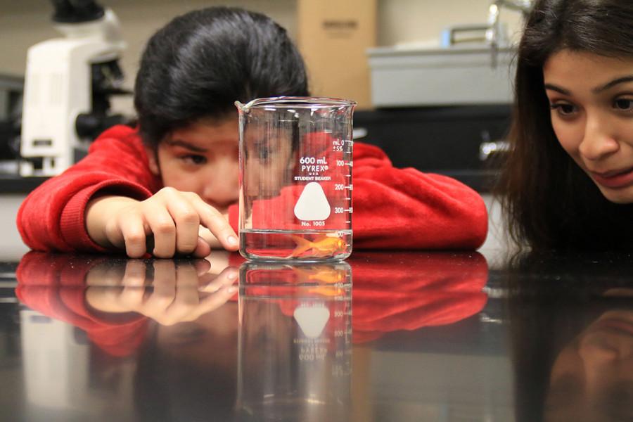 Student experiment with goldfishes